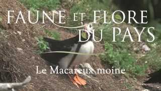 Le Macareux moine 15 secondes [upl. by Adnic]