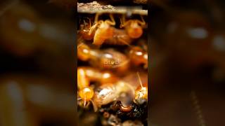 The Secret life of Termites facts 1billion termite nature soil ytshorts shorts shortvideo [upl. by Lac]