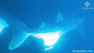 Orca Bites Whale Shark in Rare Footage [upl. by Ovid564]