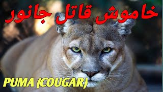 SILENT KILLER PUMA  PUMA ARGENTINE COUGAR lNORTH AMERICAN COUGAR COSTA RICAN COUGAR infopediajm [upl. by Jsandye]