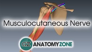 Musculocutaneous Nerve  3D Anatomy Tutorial [upl. by Drice235]