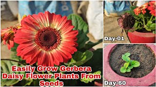 How To Grow Gerbera Daisy Flower Plants From Seeds With Updates [upl. by Tessler195]