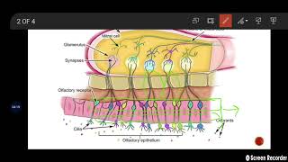 olfactory epitheliumhistology of lofactory region of nasal cavity [upl. by Caine526]