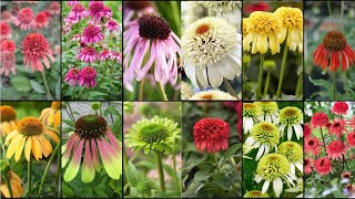 CONEFLOWERS PLANTS VARIETIES  Plants Weekly [upl. by Oicnaneb]