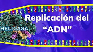 quotLA REPLICACION DEL ADN🧬quot Te explico paso a paso en 4 minutos [upl. by Yentrok950]