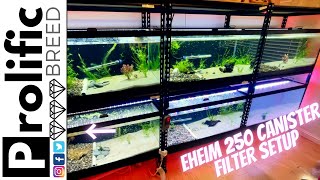 HOW TO SET UP EHEIM CANISTER FILTER  FISH ROOM UPDATE [upl. by Hardwick]