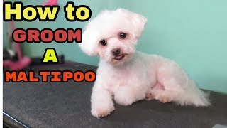 How to Groom a Maltipoo [upl. by Adnolrehs]