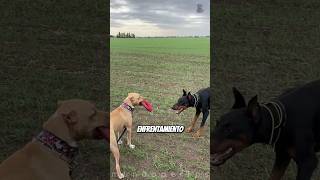 Pitbull vs Doberman ¿Quién Ganará en una Pelea de Protección [upl. by Ruddy]