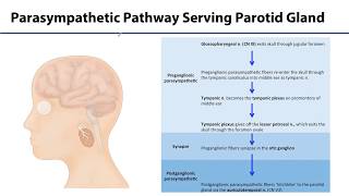 Salivary glands  Anatomy and Physiology [upl. by Luas]