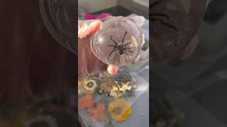 Finishing my Blackwidow in RESIN blackwidow resin art diy pinning artproject [upl. by Manaker]