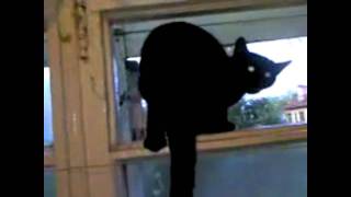 Cat gets caught barking by a human and resumes meowing [upl. by Nosreg]