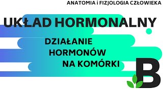 działanie HORMONÓW na komórki  układ hormonalny  Anatomia człowieka  KOREPETYCJE z BIOLOGII 303 [upl. by Daub]