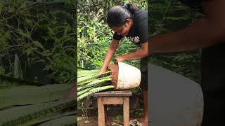 സ്‌നേക്ക് പ്ലാന്റിന് പുതു ജീവൻ how to replant snake plant snakeplant repots replant [upl. by Sufur]