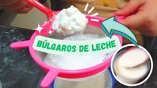 ¿Cómo cuidar los BÚLGAROS DE LECHE🥛 ✅ ACTUALIZADO  La vida de una psicóloga 🧠 [upl. by Hirza]