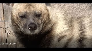 La Hyène rayée est une redoutable chasseuse en bande  Domaine des Fauves  Isère France [upl. by Durwood]