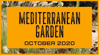 WALK WITH ME and tour MEDITERRANEAN PLANTS of ELEANOR PARDEE GARDEN in PALO ALTO October 1 2020 [upl. by Cattan]