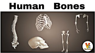 Human Bones l Human Skeleton l Bones l Cartilage Skeleton System [upl. by Luapnaej]