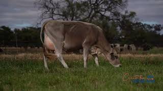 LOT 20  Tandara Dairystar Lola 99  VG86 [upl. by Asli]