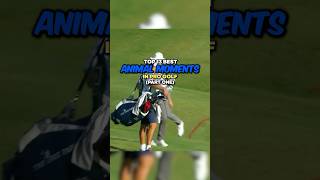 Top 13 Best Animal Moments in Pro Golf  Part 1 [upl. by Ecinehs77]