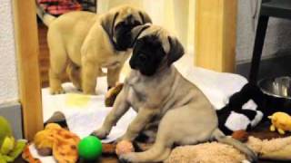 Bullmastiff puppies 8 weeks old [upl. by Lynne]