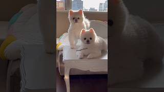 Pomeranian dog shop in India  Best dog market in India  small dog breeds in India with price dog [upl. by Nylatsyrc184]