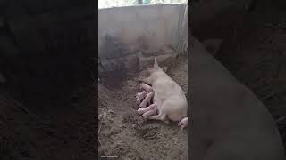 Wow a total of 15 piglets from 2 mothers delivered today on the farm farming [upl. by Corin]