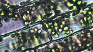 Cytoplasmic Streaming in Elodea [upl. by Cuyler960]