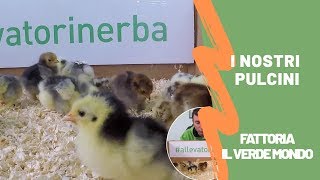 Pulcini di gallina  Dalluovo fertile alla nascita differenze in base alletà [upl. by Parsaye]