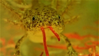 Juvenile Axolotl Feeding  Fütterung der AxolotlJungtiere Ambystoma mexicanum [upl. by Altheta]