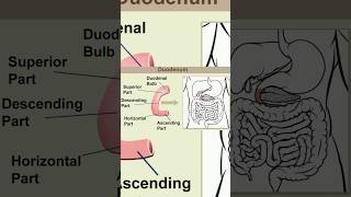 Duodenum anatomyThe duodenum is the first part of the small intestine duodenum anatomy function [upl. by Aohk]