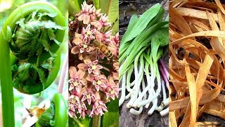 Wild Food Foraging Season 3 Milkweed Tree Cambium Fiddlehead Pine Cattail Evergreens Birch [upl. by Ydnak855]