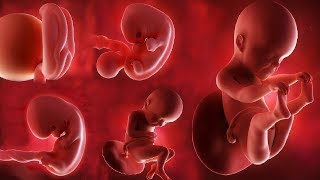 Fetal development month by month [upl. by Dnana210]