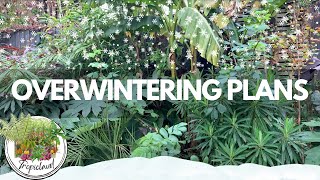 Overwintering Tour Nov 24 UK Tropical Style Garden [upl. by Jem]