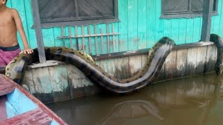 12 COBRAS GIGANTES CAPTURADAS NO BRASIL parte 2 [upl. by Ellah]