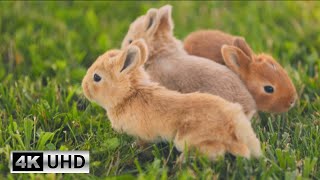 Cute Bunny Video with Relaxing Piano Music  Soothing Music for Stress Relief 4K Videos [upl. by Alorac]