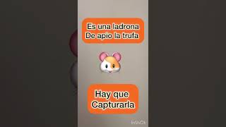 Trufa ladrona de apio 🐹😂❤️ [upl. by Sean]