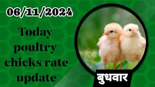 06112024 today broiler chicks rate all over Indiatoday broiler chicks pricepoultry chiken [upl. by Smart318]