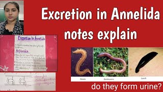 Excretion in Annelida notes explain in hindi [upl. by Nryhtak602]