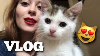 VLOG MES CHATONS [upl. by Ialda]