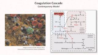 Hemostasis Lesson 3  Coagulation Cascade and Fibrinolysis [upl. by Sirois183]