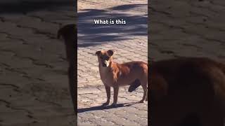 The camera recorded it wrongly music phonkytrapslowedbassboosted dogsupport subscribemychannel [upl. by Ferrigno]