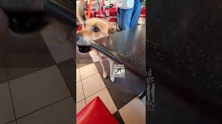 Exit from Restaurant Table amp Mistake assistancedogtraining dogtrainer mistakeshappen [upl. by Prasad]