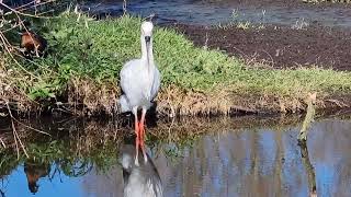 Oriental white storks [upl. by Arvonio]