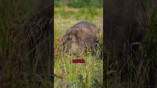 The Shocking Truth Behind Wombats [upl. by Nadler]