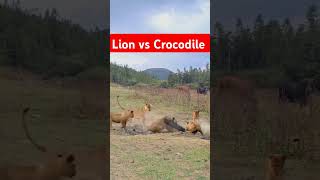 Lion attack big crocodile Lion vs crocodile fight shorts lion crocodile fighting [upl. by Anaej]