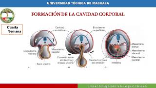 UTMACH Embriología Tubo Intestinal y Cavidades corporales membranas serosas y diafragma [upl. by Ytsirk]