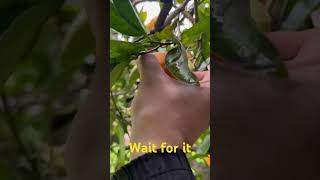 Picking Orange from the backyard australia melbourne fruit [upl. by Morganne774]