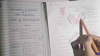 Level of pyramidal decussation and lemnisci decussation  Internal structure of medulla part 2 [upl. by Tamer]