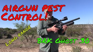 LONG RANGE  Pest Control  Population Surge  BRK Ghost 30  Airgun Pest Control  Airgun Hunt [upl. by Ottinger862]