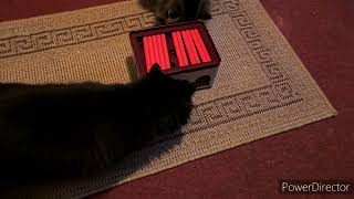 Cats testing Trixie Rod Box  Strategy Game [upl. by Eastlake]